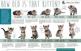 Image result for kittens