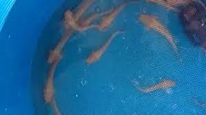 Maka dari itu, di indonesia sendiri terdapat beberapa olahan. Lele Albino Mata Merah 081392047002 Youtube