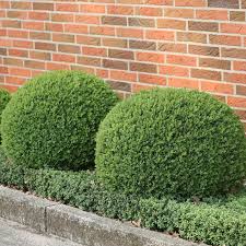 Image result for Buxus