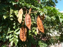 Image result for Erythrophleum