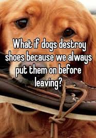 What If Dogs Destroy Shoes Because We Always Put Them On Before Leaving Dogs Cute Dogs Cute Animals