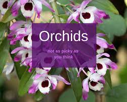 Nobile Dendrobium Orchid Care Gardenologist