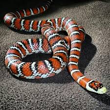 Eric Our Chihuahua Mountain Kingsnake More Information At Www Meetthebeasts Com