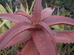 Varieg Succulent Plants Part2 アロエ冥利