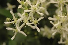 Esegui il download di questa immagine stock: Clematis Terniflora Landscape Plants Oregon State University