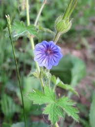Image result for Geranium bohemicum Orhcid Blue