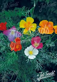 Image result for Eschscholzia californica