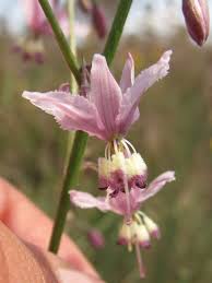 Image result for Anthericaceae