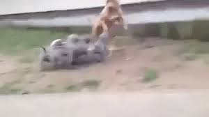 Goofy Gifs To Make You Grin Cutesypooh Funny Animal Videos Funny Animals Animal Antics