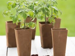 As stated above you would need at least 6 hours of light daily for your indoor tomato plants to grow properly and produce fruits. How Long Does It Take For Tomato Seeds To Germinate Hgtv