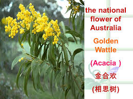 Check spelling or type a new query. Canberra The National Flower Of Australia Golden Wattle Acacia é'åæ¬¢ ç¸ææ ' Ppt Download