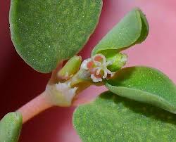Image result for Euphorbia serpens