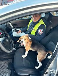 Policjanci z drogówki spotkali nietypowego „ochotnika” – psa ...