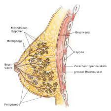 Dem großen brustmuskel (musculus pectoralis major). Weibliche Brust Aufbau Funktion Krankheiten Eesom Gesundheitsportal