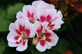 Resultado de imagen para imagenes de flores de geranios