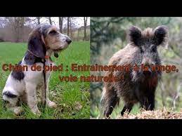 Les exercices à imprimer permettent d'apprendre à écrire. Chien De Pied Entrainement A La Longe Sanglier Youtube
