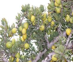 And the woman said unto the serpent: Fruit Of Argan Tree Figure 3 Various Products Of The Argan Tree Download Scientific Diagram