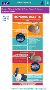 Bonding Rabbits Infograph By Rspca Bonding Rabbits Pet Rabbit Bond