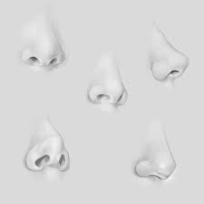 70 Drawings Of Noses Sketches Studies Sketchbook Examples Feel free to use this! 70 drawings of noses sketches