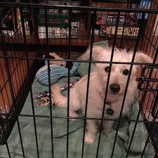 How To Crate Train A Puppy Dog Training Aggressive Dog Dog Brain