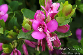 Image result for Polyspatha paniculata