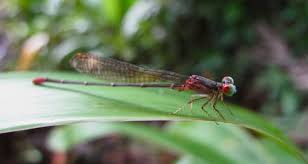 Image result for Megalastrum lanuginosum