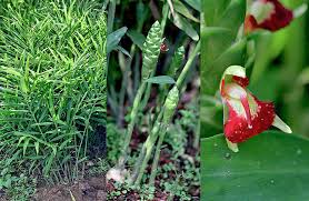 Image result for Zingiber