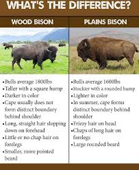 Pin On American Bison