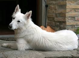 We look forward to hearing from you! 6 Facts To Know About The Beautiful White Swiss Shepherd Animalso