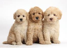 Can a mini goldendoodle be a family dog? Mini Goldendoodle Wallpapers Wallpaper Cave