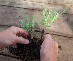 Image result for lavender cuttings