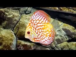 Symphsodon Aequifasciatus Discus Fishes Discus Akvaryum Fon Akvaryum Dekor