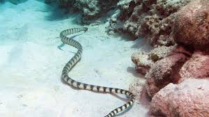 Maybe you would like to learn more about one of these? 10 Hewan Yang Hidup Di Pantai Nomer Sembilan Tidak Disangka Sangka Materiipa Com