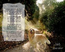 I have 2 gorgeous females and 1 handsome male available. Golden Retriever Quotes Quotesgram