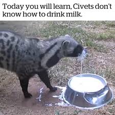 Have Fun With Wag Pets Video Funny Animals Animals Beautiful Cute Animals