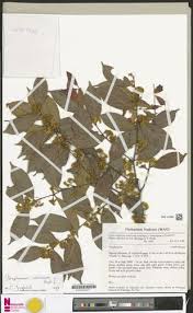 Image result for Strephonema