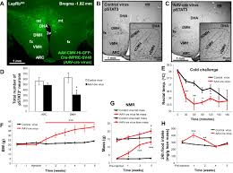 Leptin receptor neurons in the dorsomedial hypothalamus are key regulators  of energy expenditure and body weight, but not food intake