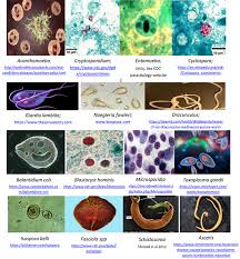 A parasite responsible for a contagious form of diarrhea. Giardiasis Pronunciation