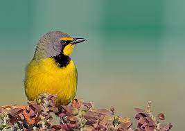 Common Garden Birds Of South Africa Bokmakierie Very Common South African Bushshrike Near Endemic South African Birds Beautiful Birds Birds Butterflies