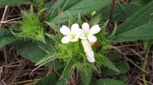 Image result for Crabbea velutina