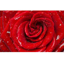 Find the best flower wallpaper for desktop on wallpapertag. Pvc Rose Flower Printed Wallpaper Size 5 Sq M Rs 3000 Roll Apna Traders Id 18570446455