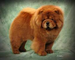 Chow Chow It Is One Of The Ancient Breeds And It Was First Seen In China Description From Pinterest Com Chow Chow Puppy Chow Chow Dogs Chow Puppies For Sale