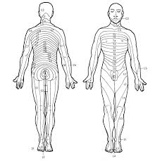 Epidural Dermatome Chart Www Bedowntowndaytona Com