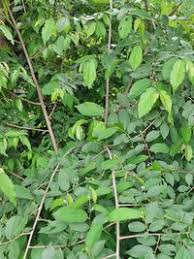 Image result for Grewia flavescens
