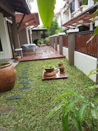 √ 4 cara menanam rumput jepang terlengkap. Pembekal Rumput Rumput Mutiara Rumput Tanaman Mutiara