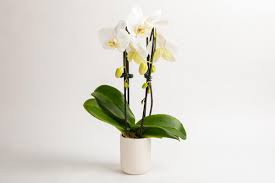 Because it'll hang on to moisture for a while, you can wait longer between waterings, but moss is also less forgiving if you overwater your orchid. Orchid Care Tips Nugget Markets Daily Dish