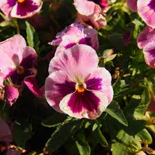 Image result for Viola x wittrockiana `Hiemalis`