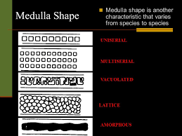 Trace Evidence Hairs Ppt Video Online Download