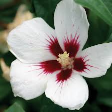 Image result for Hibiscus kirkii