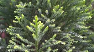 Image result for Podocarpaceae